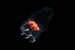 jellyfish(?) photographed in hood canal, washington by Ig 88 